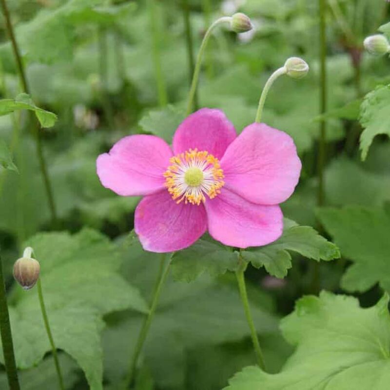 Anemone hupehensis 'Hadspen Abundance' ---